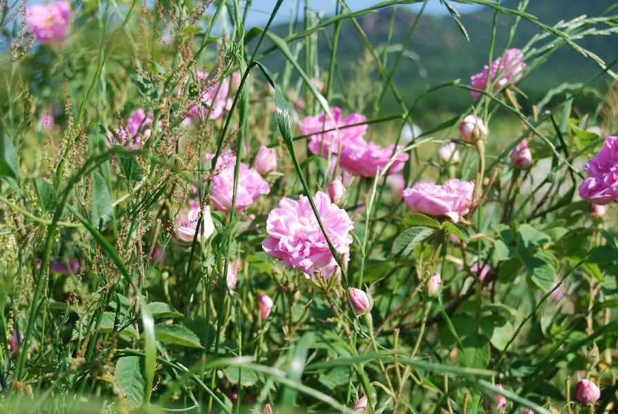 Vorschaubild 3