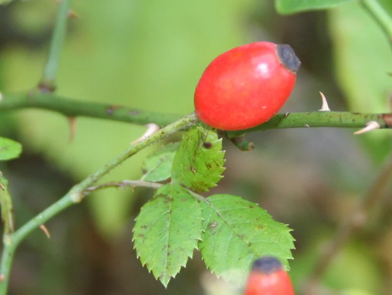 Vorschaubild 1